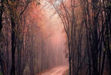 黑白直播nba-步行者风暴席卷孟菲斯！灰熊主场沦陷背后的热血与智慧