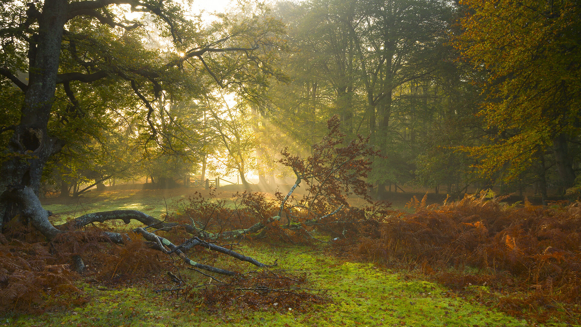 黑白直播nba-总决赛的哨声，当爱尔兰的倔强隔空叩问东方的篮球之梦