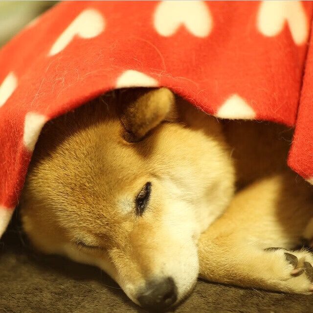 黑白直播nba在线观看-克瓦拉茨赫利亚华丽舞步，威尔士悬崖边奏响雄鹰之歌