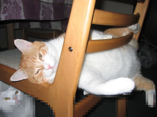 跨界狂飙,当浙江队收割尼克斯,文班亚马在F1弯道接管比赛