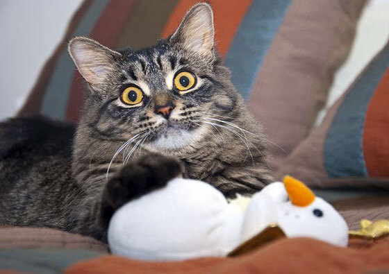 深圳队胜太阳,当哈利伯顿成为大场面先生,团队篮球的胜利回响