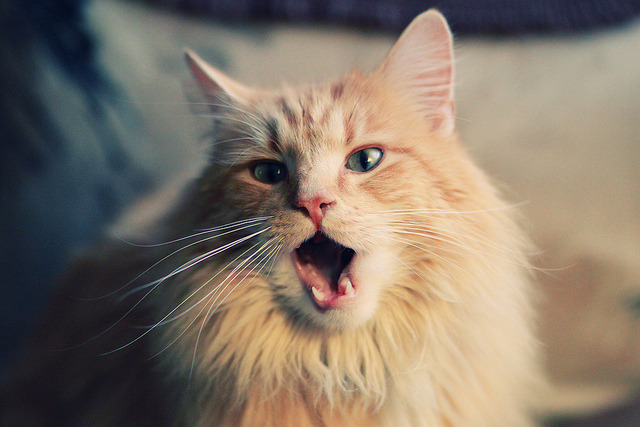 铁血交响，当油门与草地同时沸腾，谁在书写今夜的运动史诗？