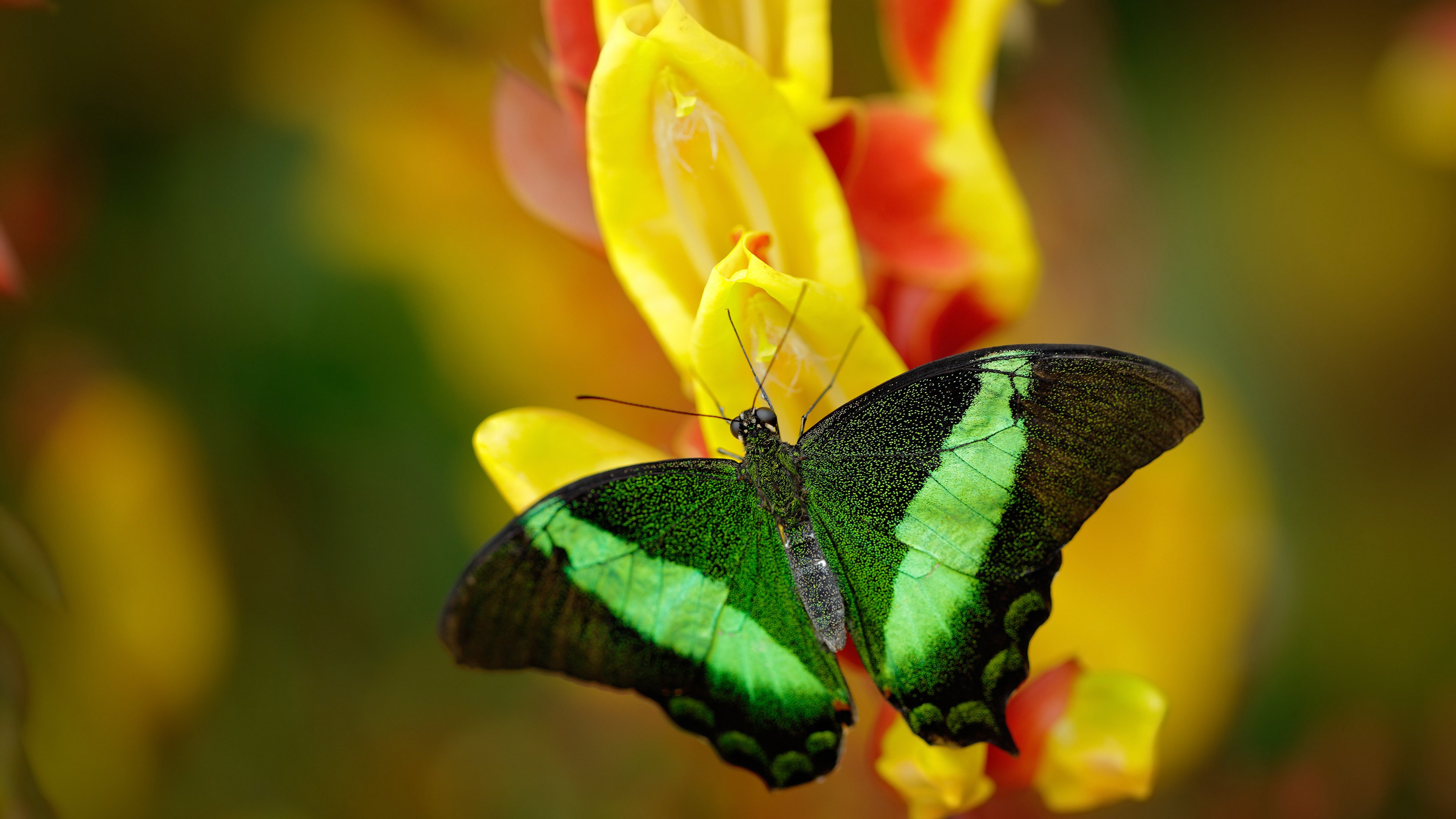 黑白直播网-凯尔特人鏖战广厦队，锡安的双城记与关键先生的英雄主义