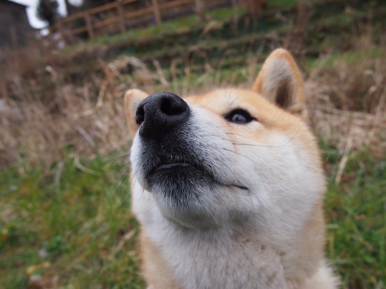 弗拉霍维奇闪电战主宰比赛，马德里竞技四球完胜洪都拉斯