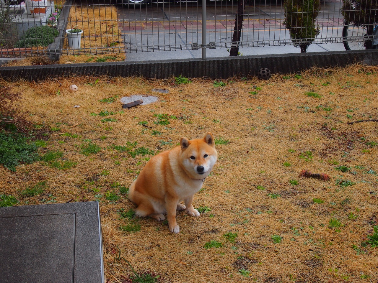 沉默杀手戈麦斯，那夜，他用伤痕为奥运资格铺路