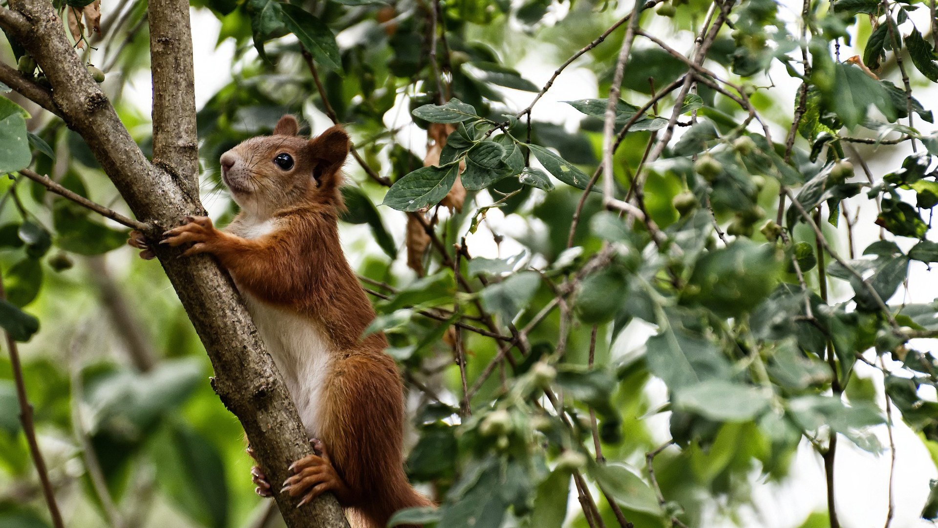 黑白直播nba-F1街道赛之夜，戈麦斯，舞台越大越强