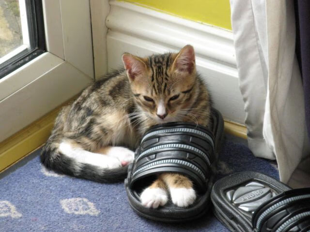 黑白直播网-戈贝尔擎天一柱，掘金铁蹄踏碎开拓者