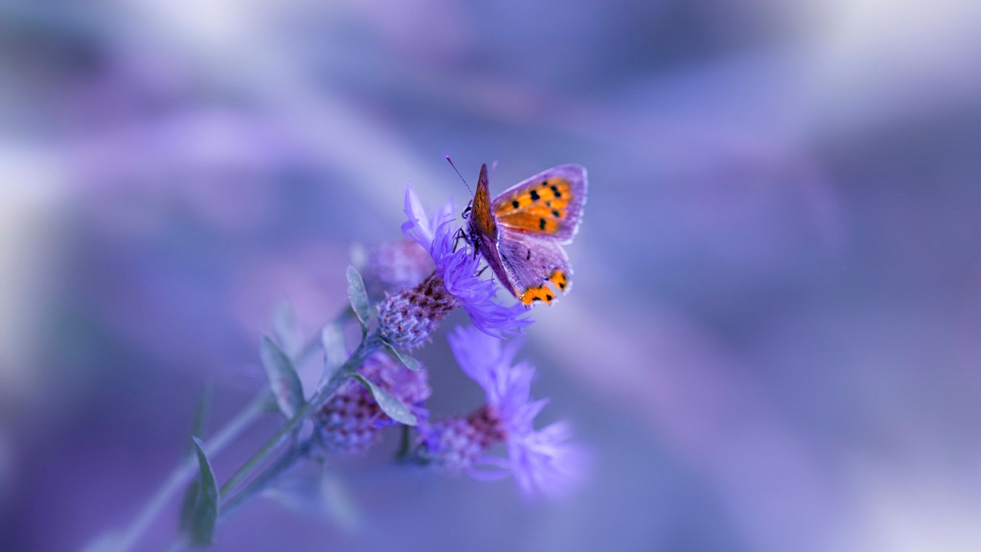 黑白直播在线观看nba-命运交换，詹姆斯关键制胜，掘金淘汰赛惊险过关雄鹿