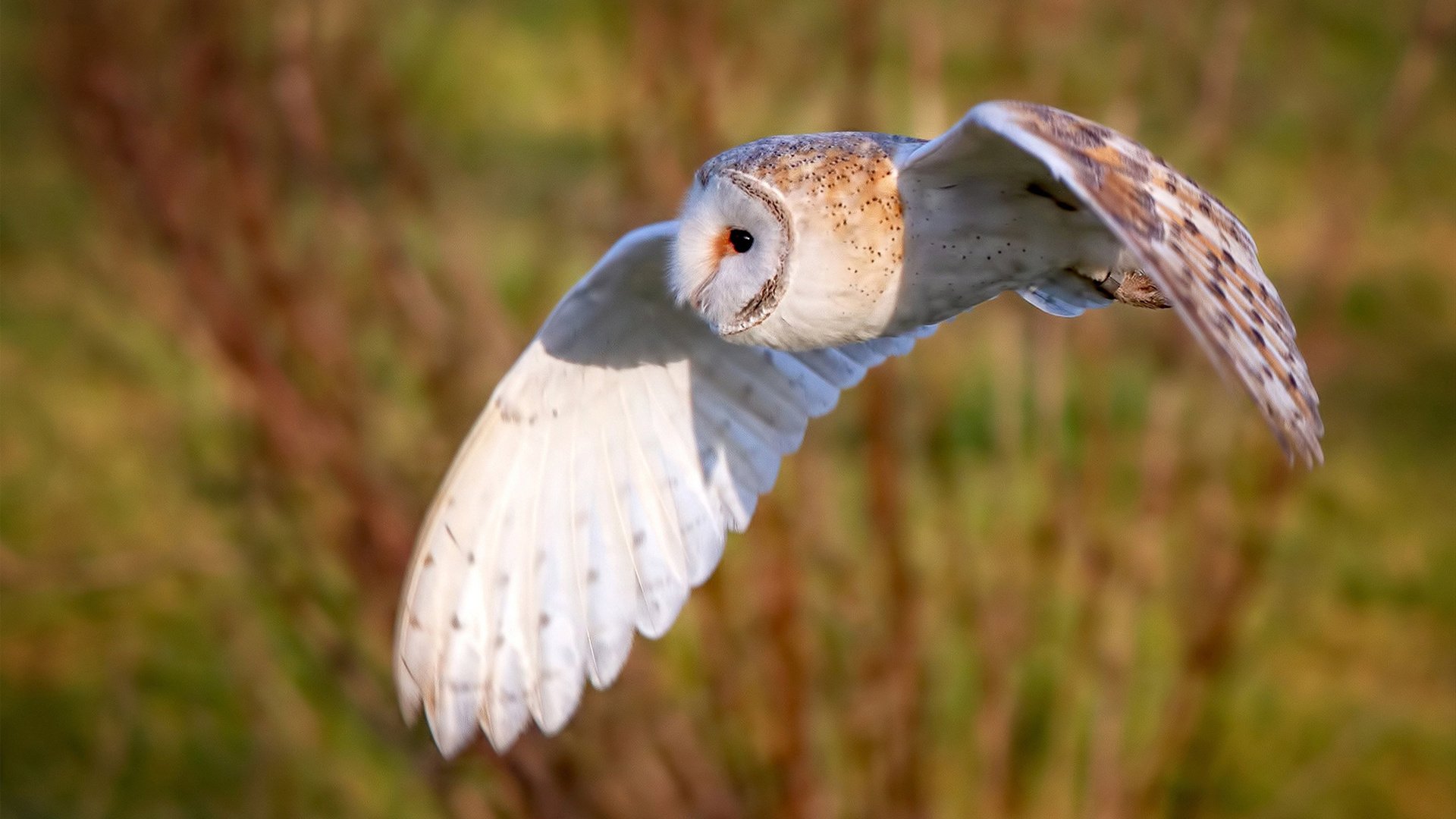 利拉德时间，当掌控者按下命运快进键