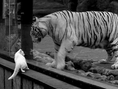 黑白直播nba-从攻击手到防守铁闸,迪巴拉如何用头脑锁死波兰人的比赛节奏